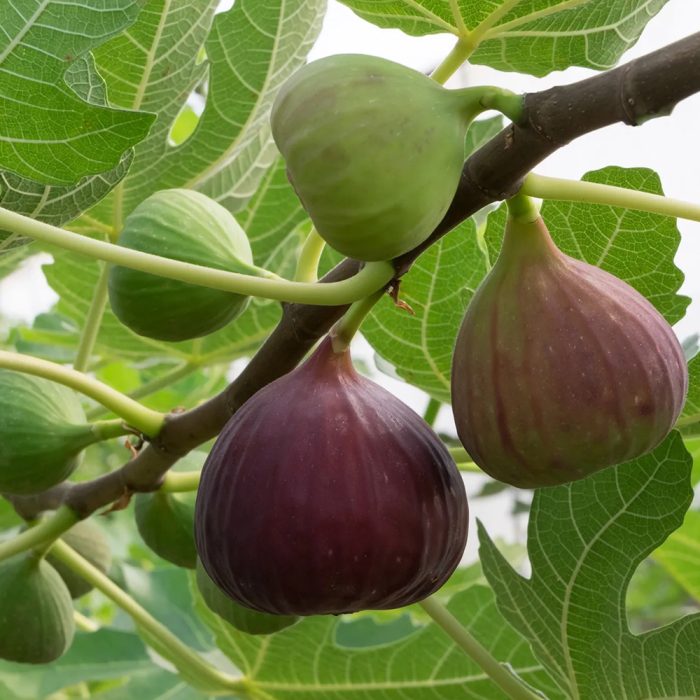Fig Fruit / అంజీర్ పండు(Grafted) - Image 2
