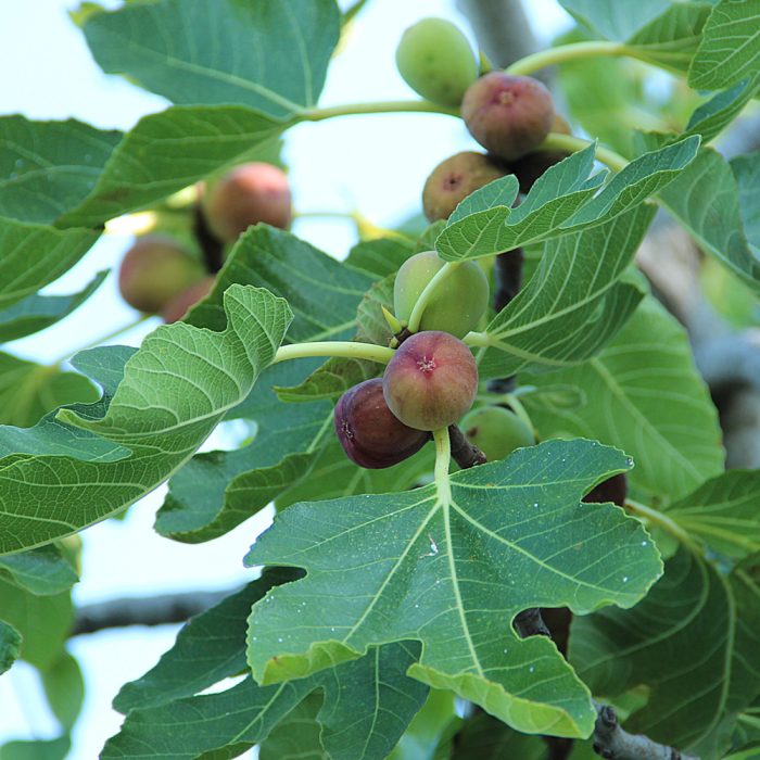 Fig Fruit / అంజీర్ పండు(Grafted) - Image 3