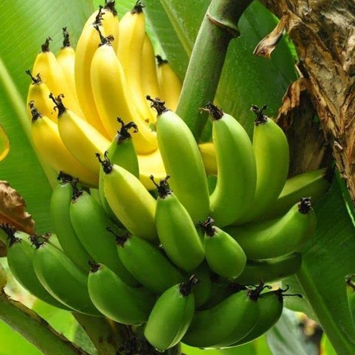 G9 Banana