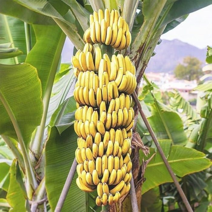 G9 Banana - Image 3