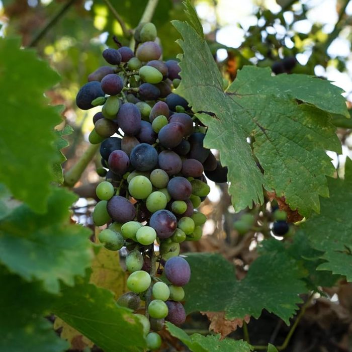 Grapes Black - Image 2