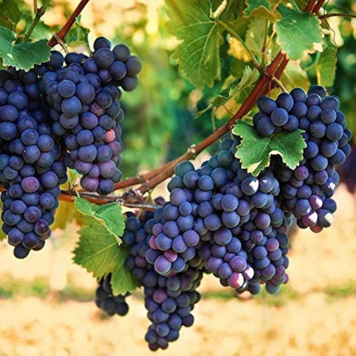 Grapes Black - Image 3