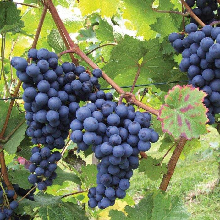 Grapes Black - Image 4