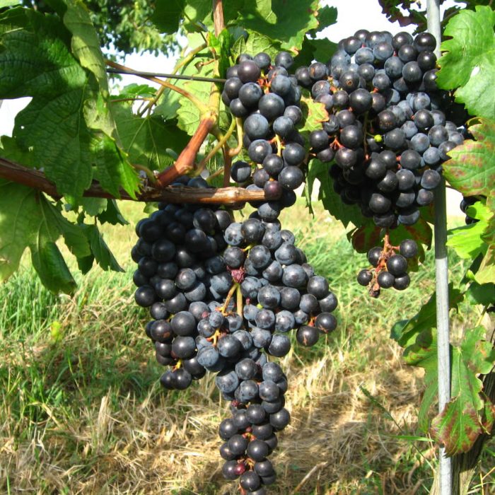 Grapes Black - Image 5
