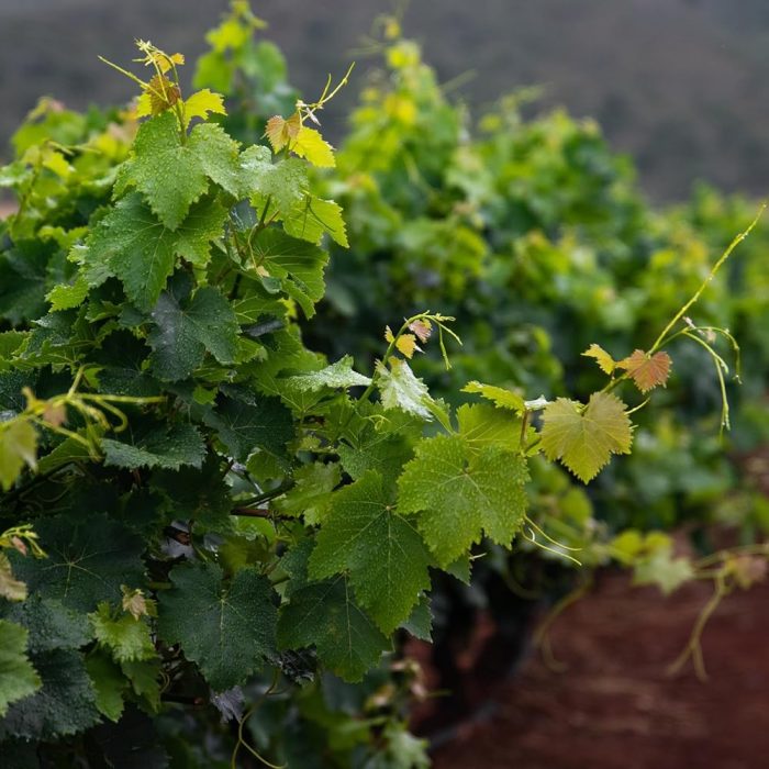Grapes Blue / నీలం ద్రాక్ష - Image 2