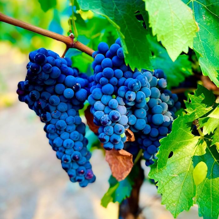 Grapes Blue / నీలం ద్రాక్ష - Image 3