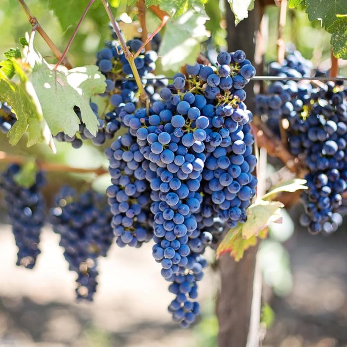 Grapes Blue / నీలం ద్రాక్ష - Image 4