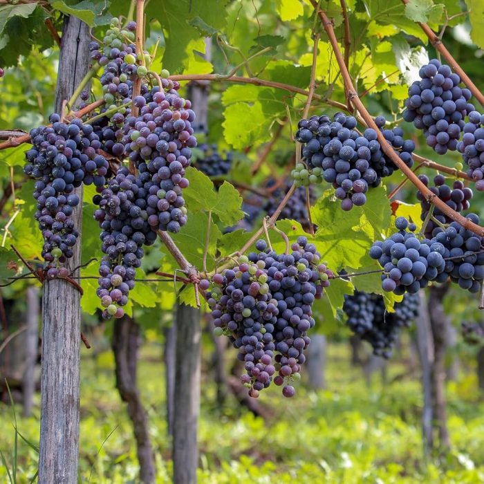 Grapes Blue / నీలం ద్రాక్ష - Image 5