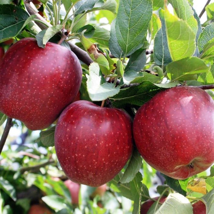 HRMN 99 APPLE - Image 4