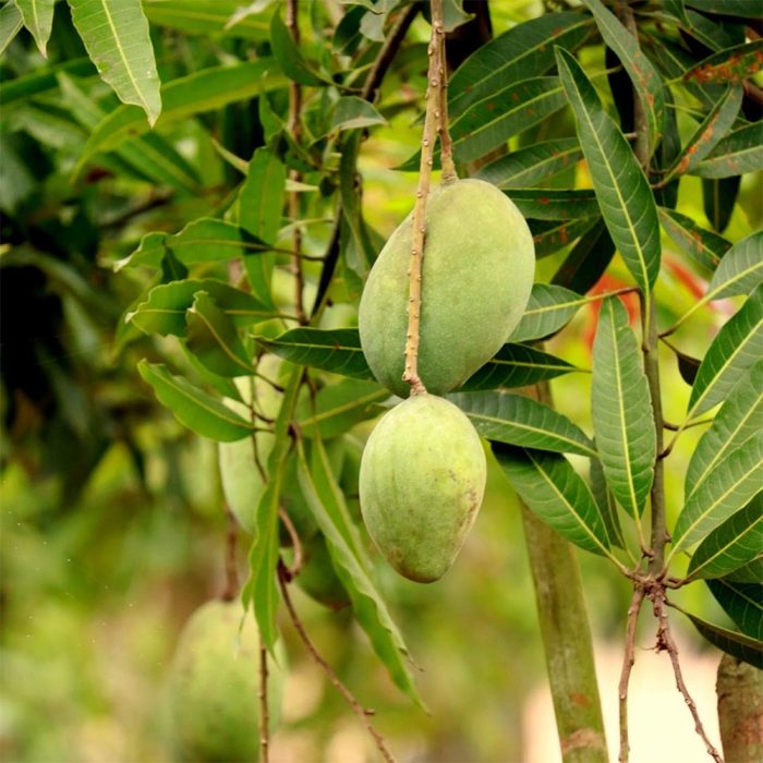 Himayat Mango / హిమాయత్ మామిడి(Grafted) - Image 3