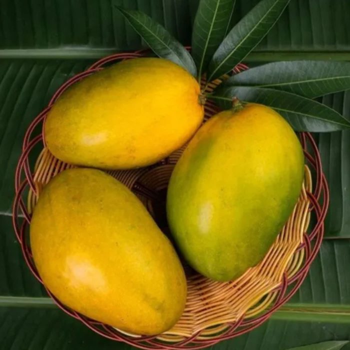 Himayat Mango / హిమాయత్ మామిడి(Grafted) - Image 4