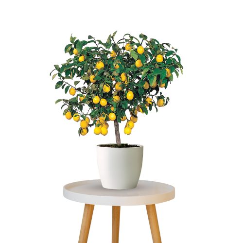 Hybrid Lemon Plant / హైబ్రిడ్ నిమ్మ మొక్క(Grafted)