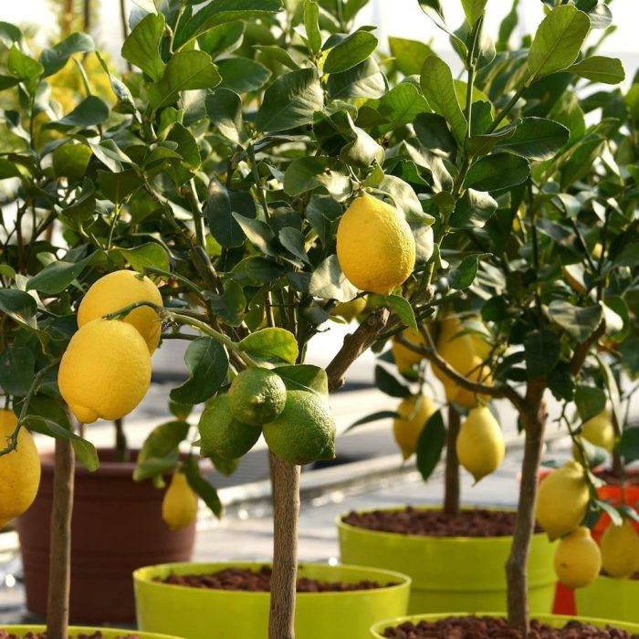 Hybrid Lemon Plant / హైబ్రిడ్ నిమ్మ మొక్క(Grafted) - Image 2