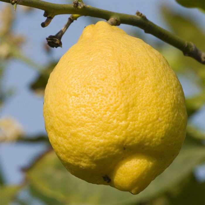 Hybrid Lemon Plant / హైబ్రిడ్ నిమ్మ మొక్క(Grafted) - Image 4