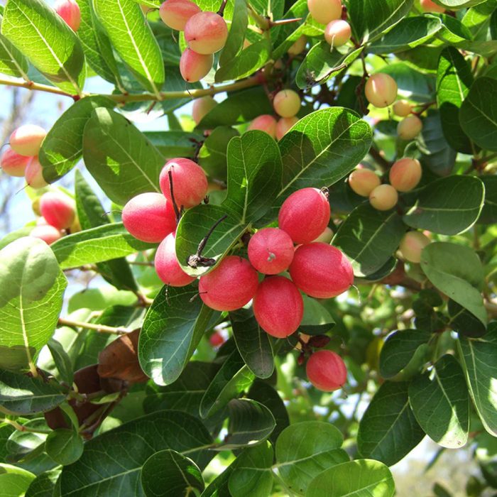 Karonda Plant / వాక్కాయ మొక్క(Grafted) - Image 3