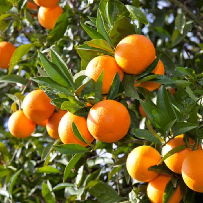 Kinow Orange - Image 5