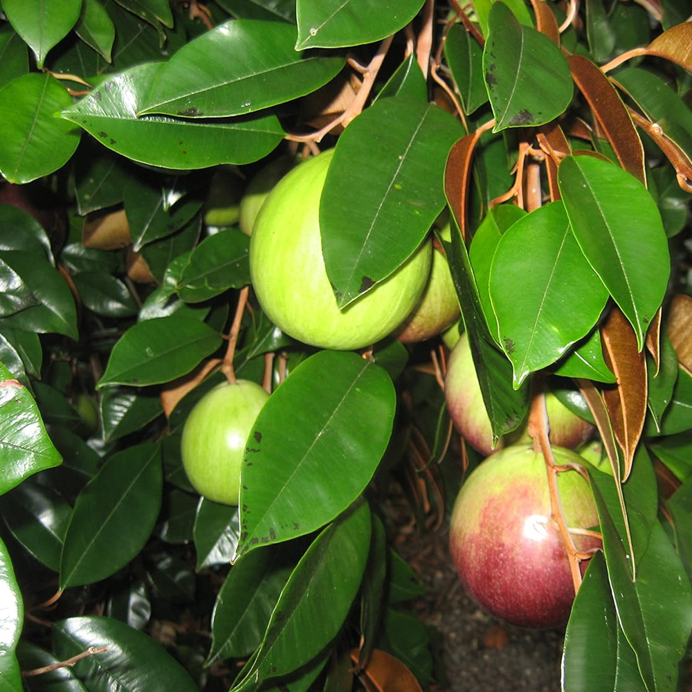 Milk fruit - Image 2