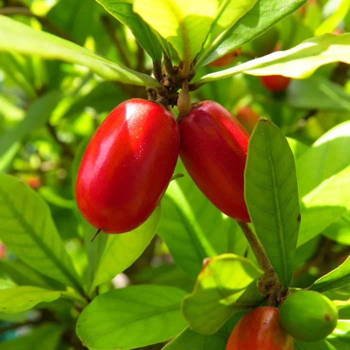 Miracle Fruit / మిరాకిల్ పండు(Grafted) - Image 2