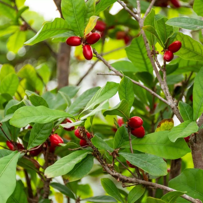 Miracle Fruit / మిరాకిల్ పండు(Grafted) - Image 4