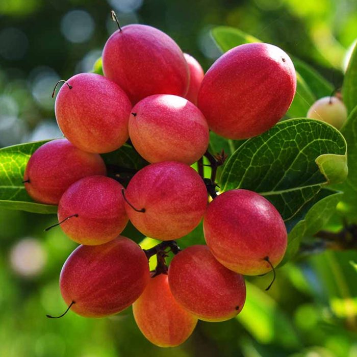 Miracle Fruit / మిరాకిల్ పండు(Grafted) - Image 5