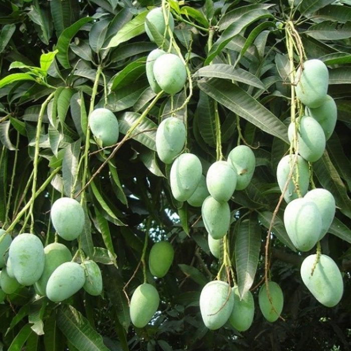 Pandiri mamidi - Image 2