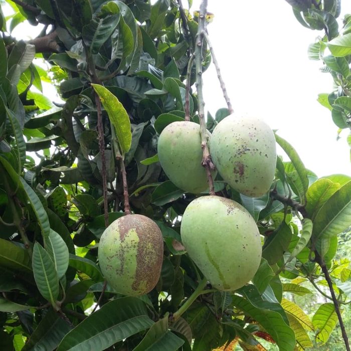 Pandiri mamidi - Image 3