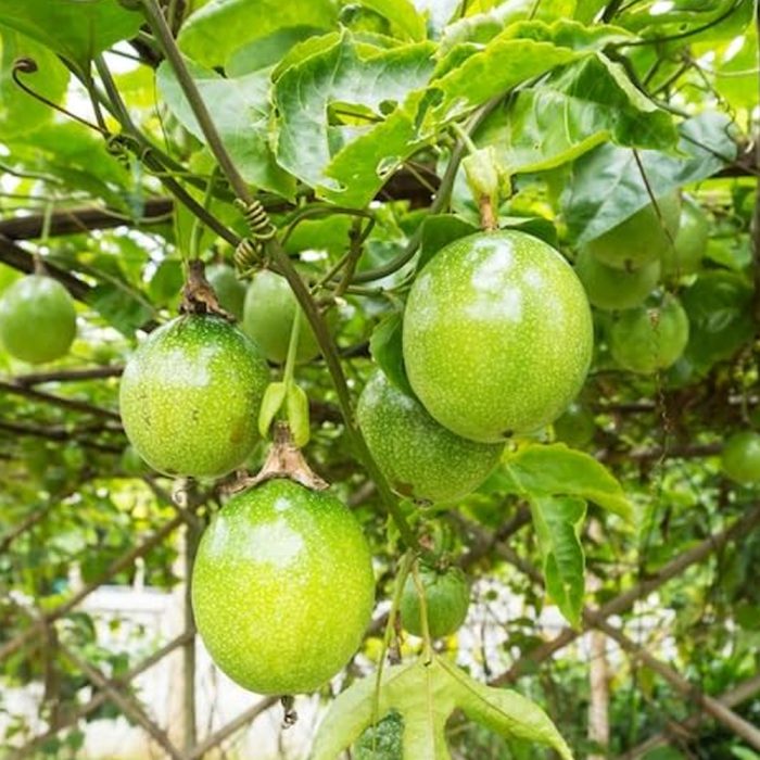 Passion Fruit Plant - Image 2