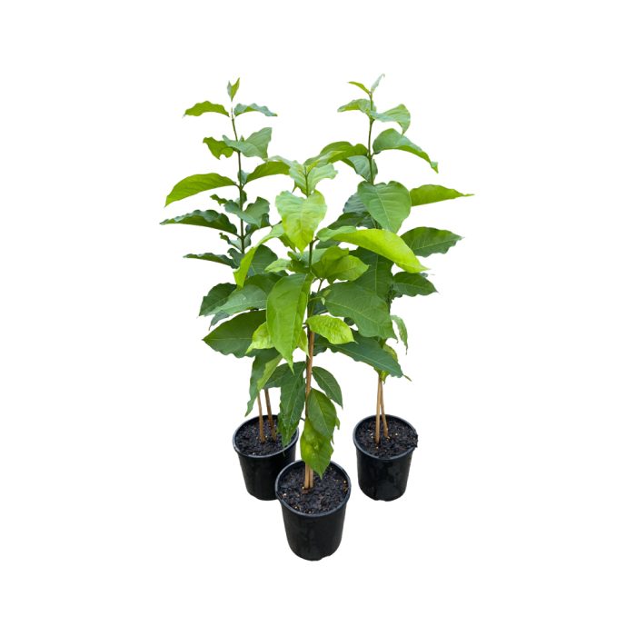 Peanut Butter Plant(Grafted)