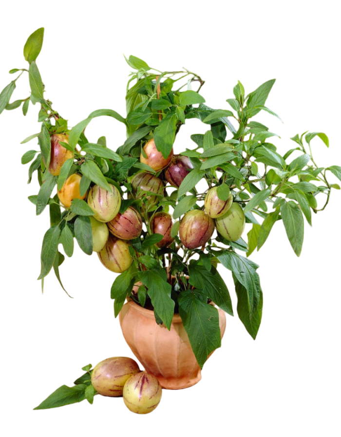 Pepino melon