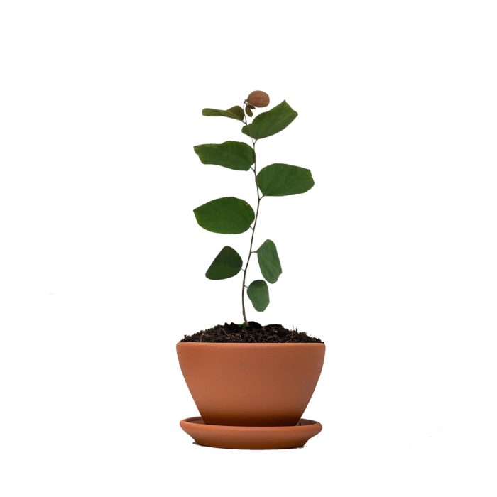 Phalsa fruit / మొర్రి పండు(Grafted)
