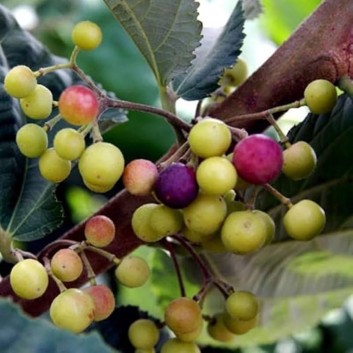 Phalsa fruit / మొర్రి పండు(Grafted) - Image 2