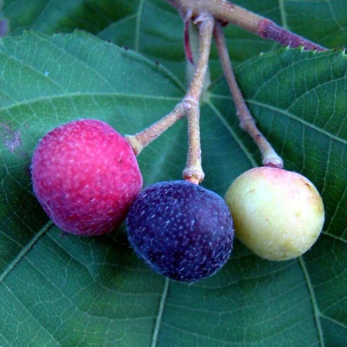 Phalsa fruit / మొర్రి పండు(Grafted) - Image 4
