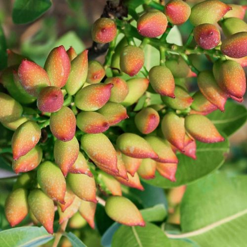 Pista Plant