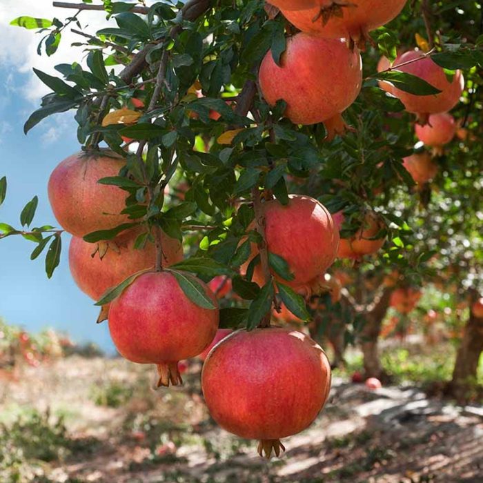 Pomegranate /భగవాన్ అనార్(Grafted) - Image 4