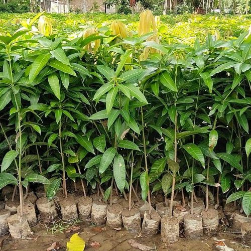 Rajapuri Mango