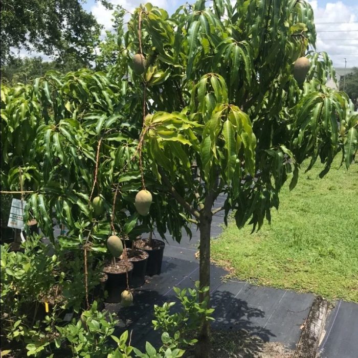 Rajapuri Mango - Image 2