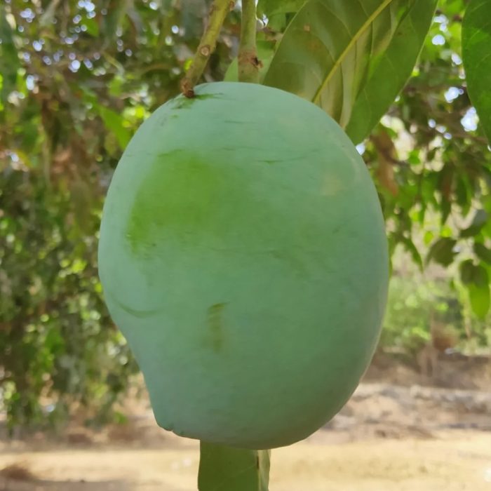 Rajapuri Mango - Image 3