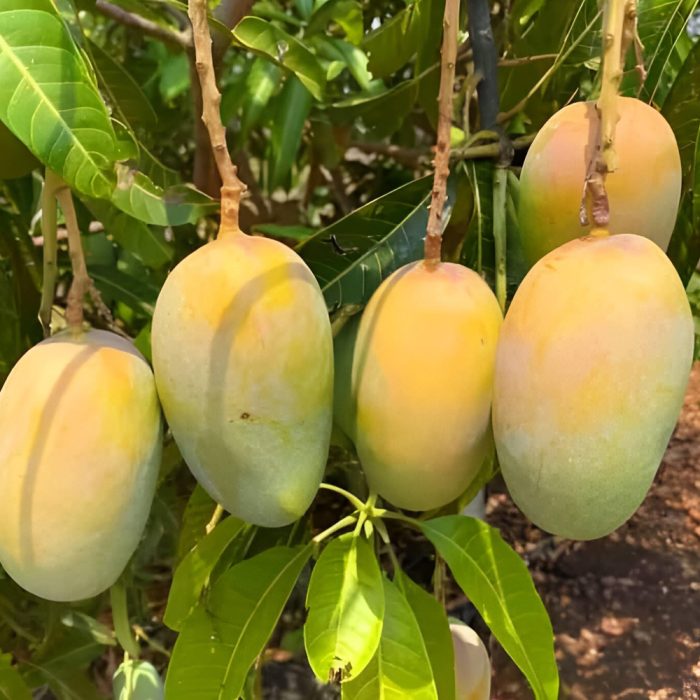 Rajapuri Mango - Image 4