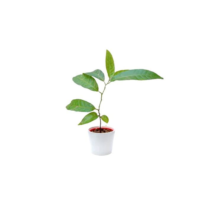 Rama Phal (Grafted)