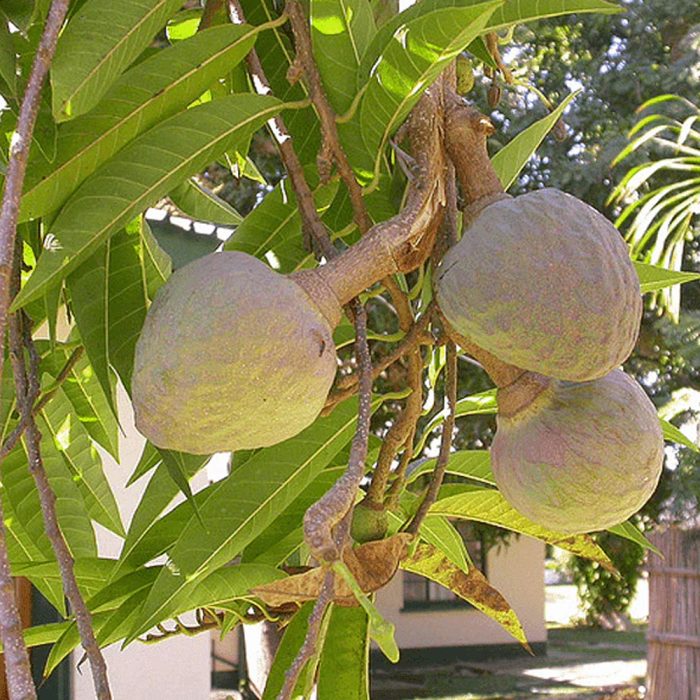 Rama Phal (Grafted) - Image 2