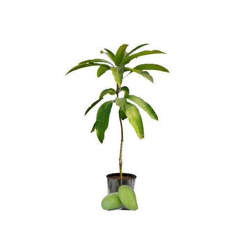 Rasal-Small Mango Plant(Grafted)