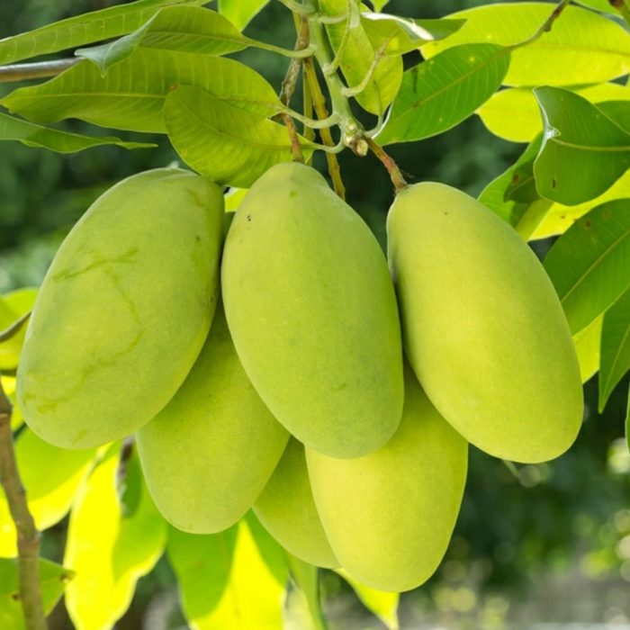Rasal-Small Mango Plant(Grafted) - Image 2