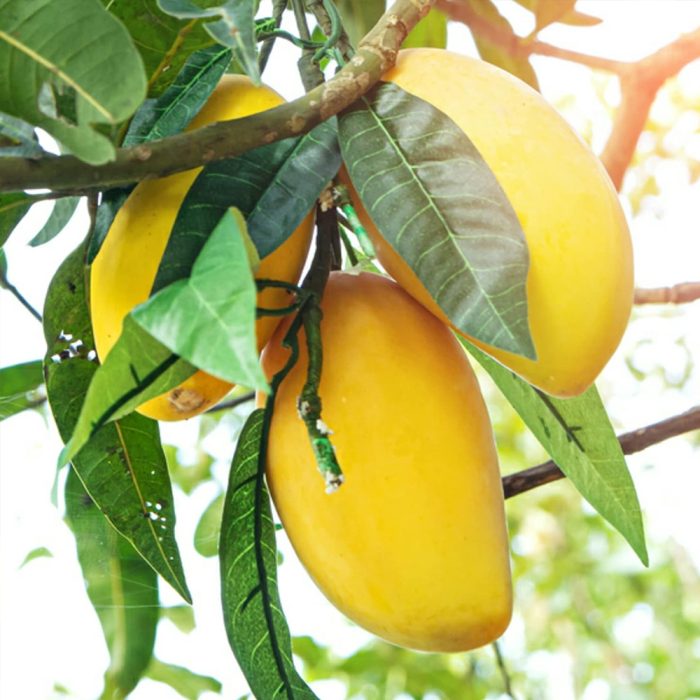 Rasal-Small Mango Plant(Grafted) - Image 3