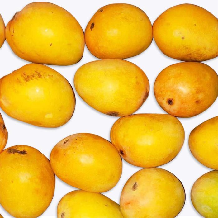 Rasal-Small Mango Plant(Grafted) - Image 4