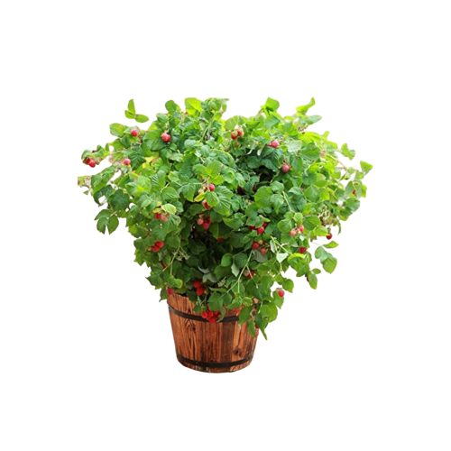 Raspberry (himalayan)