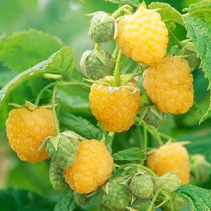 Raspberry (himalayan) - Image 3