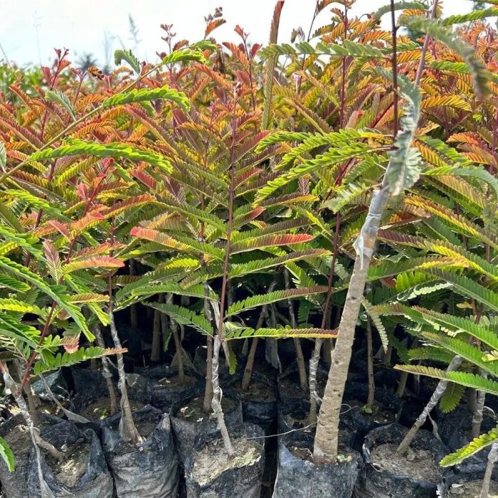 Red Amla - Image 2