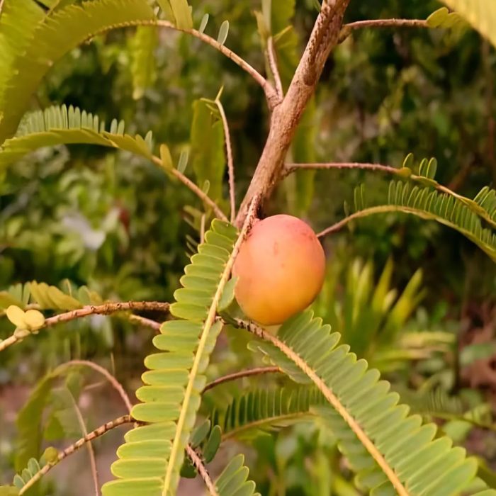 Red Amla - Image 3