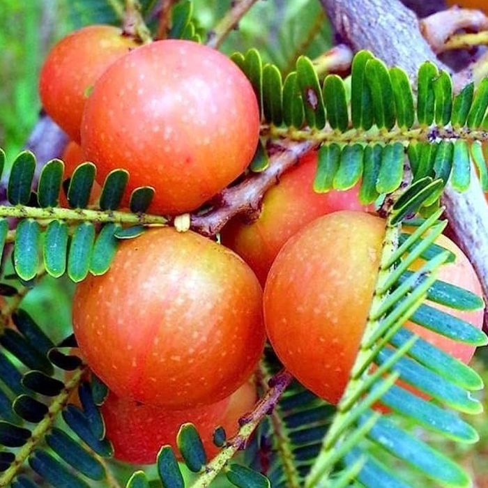 Red Amla - Image 4