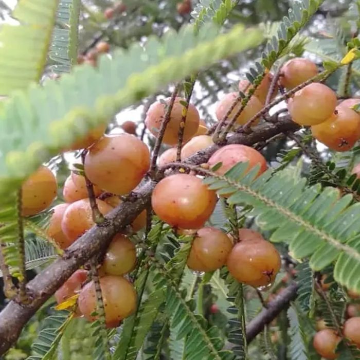 Red Amla - Image 5